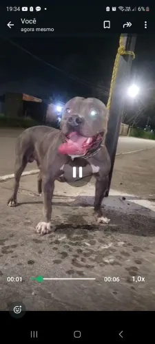 pit monster disponível pra cobertura