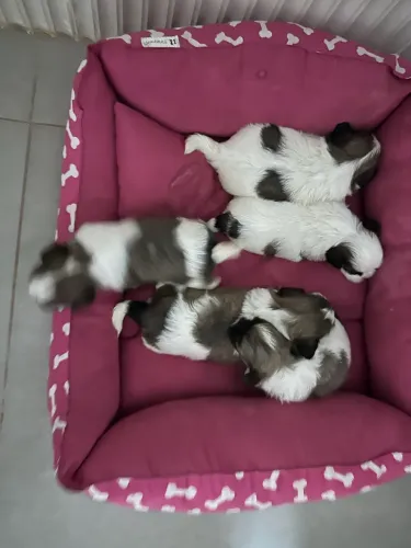 Shih Tzu filhotes, macho e fêmea disponíveis! 45 dias de nascidos