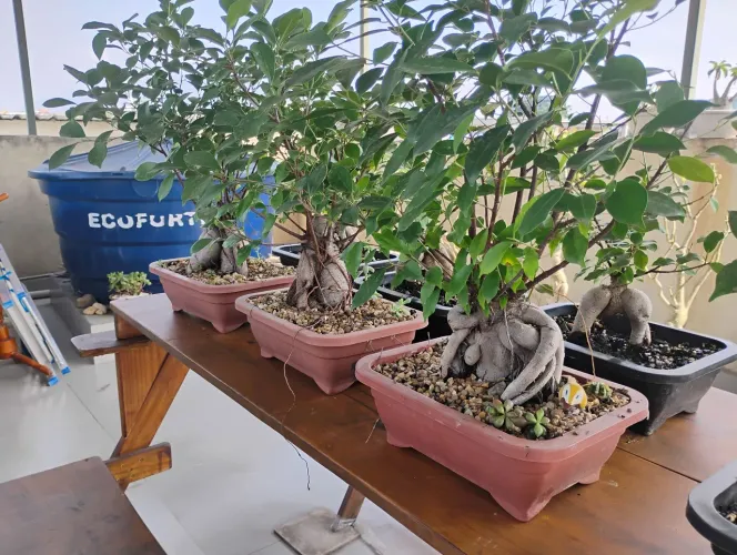 Vendo plantas ficus bonsai  , catos e outras  