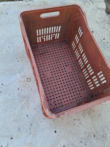 Caixas plásticos colheita 