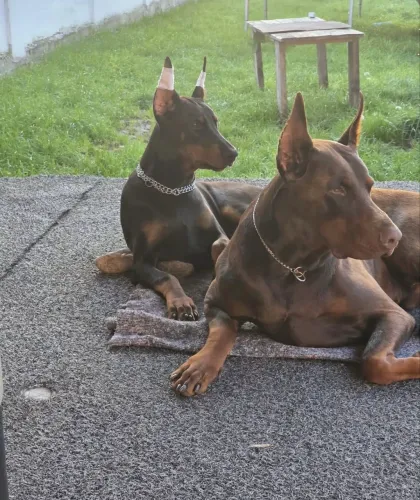 Doberman 