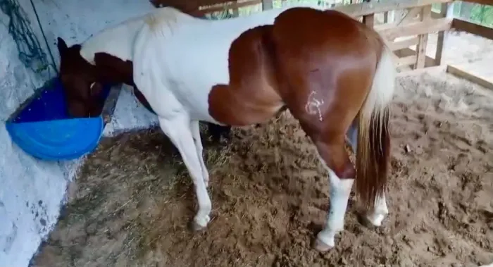 Cavalo, Égua Paint Horse