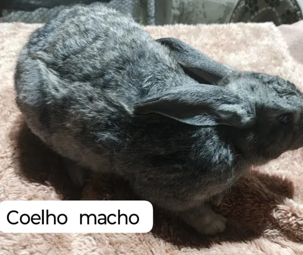 Vendo coelhos
