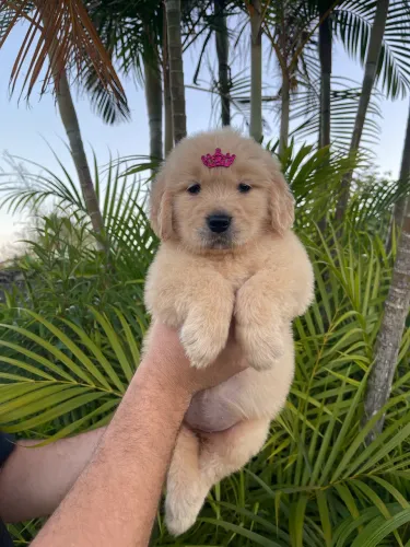 Golden Retriever Filhote Fêmea com Pedigree