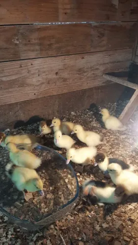 Vendo filhote de patos