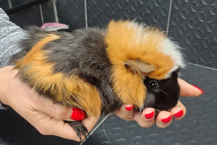 Porquinho da índia com gaiola