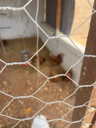 Vendo lote com 17 galinhas - Embrapa 51
