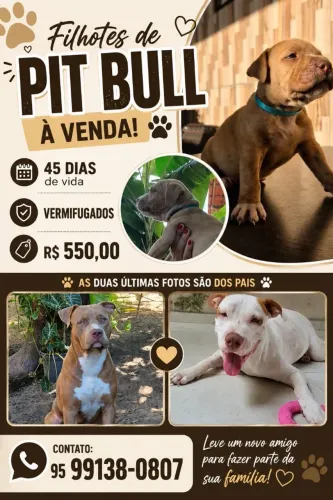 Filhotes de Pitbull