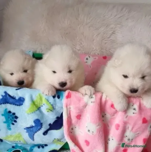 Baby Samoieda super dócil com contrato de compra e venda sp