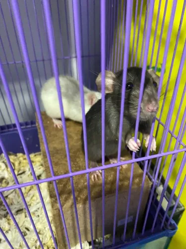 Rato de estimação 