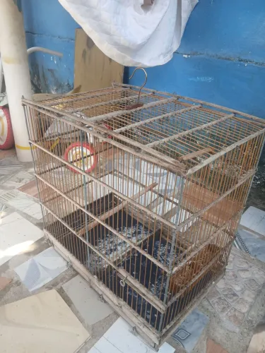 Vendo do caiola para passaro
