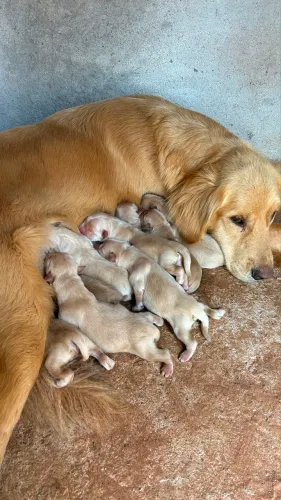 Golden Retriever Filhotes Machos e Fêmeas