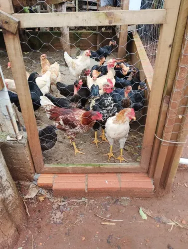 Galinhas e galos
