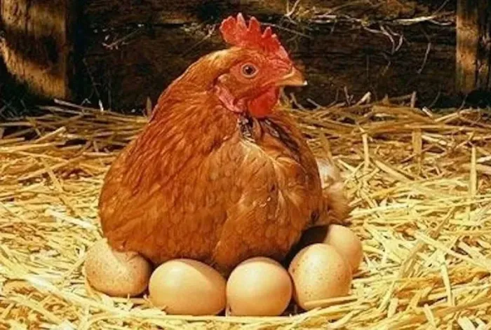 Ração para galinha poedeira 40 kg