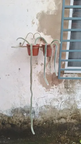 Rabo de macaco / Monkey Tail