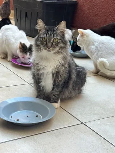 doação de gatinho