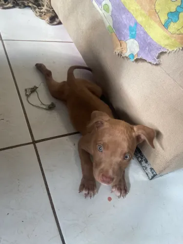 Vendo esses filhotes de pitbull 2 fêmea