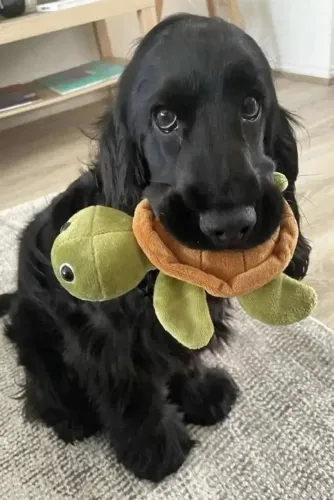 Cocker O companheiro certo faz toda a diferença