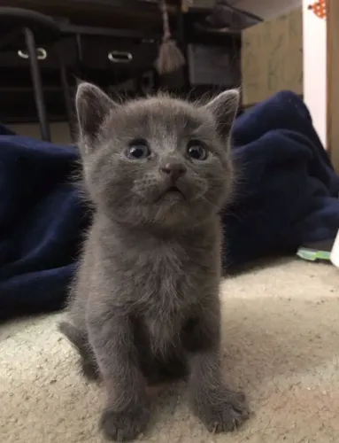 Filhote de Gato Chartreux - 45 dias