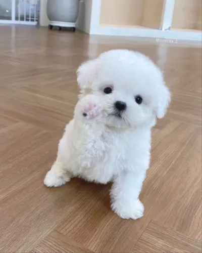 Poodle Branco que Parece um Ursinho de Pelúcia