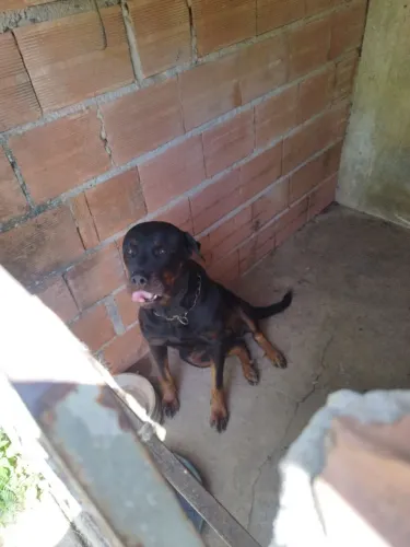 Rottweiler raça pura adulto fêmea.