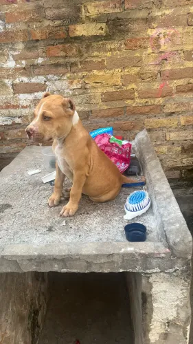 Cachorro pit moster , de raça pura