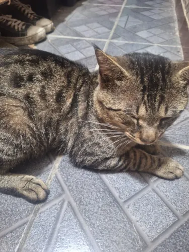 Doa-se gatinhos machos