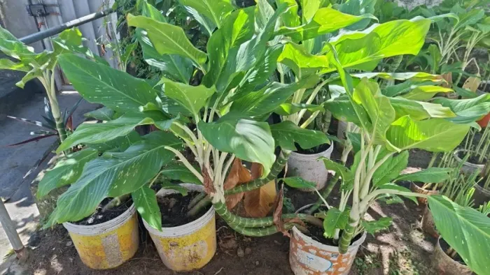 Comigo ninguém pode, planta. Valor varia entre 10,00 e 15,00 reais cada.