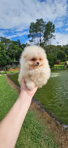 Lulu da pomerânia anão com Pedigree de pureza