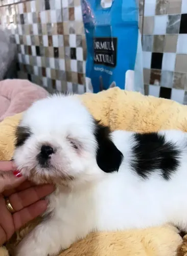 Shih Tzu adorável