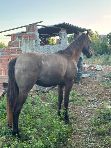 Pordo pra vender e trocar também 