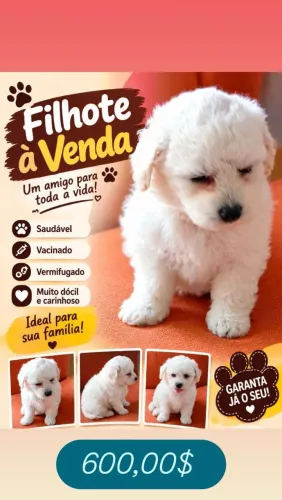 Poodle macho