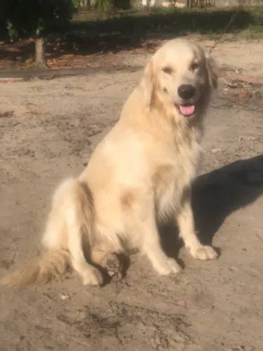 Golden retriever ( castanhal )