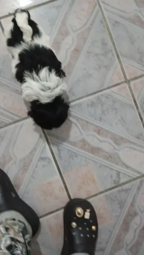 Shitzu 