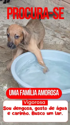 Adoção responsável