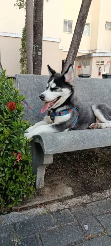 Huskie Siberiano 4 meses