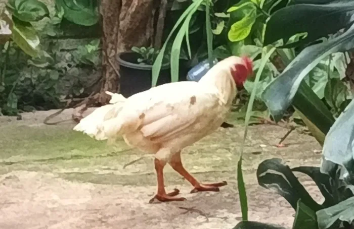 FRANGO ÍNDIO G