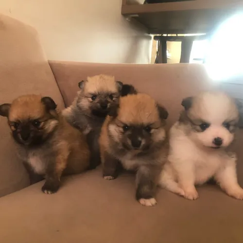Lulu da pomerania 
