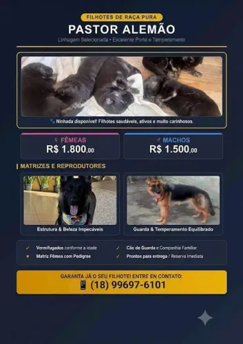 Pastor Alemão Filhotes Pedigree