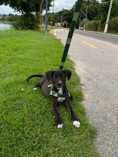 Cachorro filhote para doação 