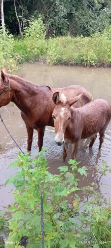 Cavalos