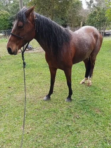 Égua mangalarga 