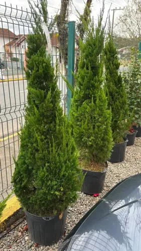 vendo plantas kaizucas