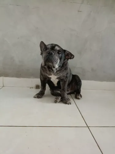 Doação buldogue francês
