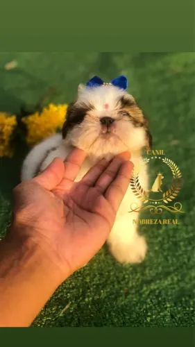Shihtzu Linda @CanilNobrezaReal