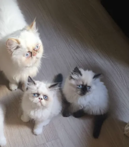 Filhotes gato persa