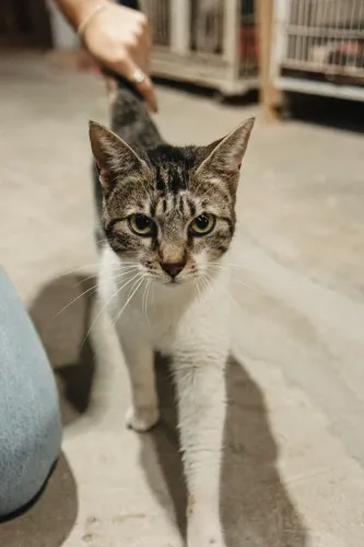 Adoção Responsável - Gata Adulta Fêmea