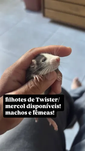 Ratinhos Twister