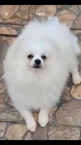 Lulu da Pomerânia macho anão