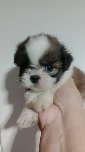 Shitzu MINI MACHINHO 
